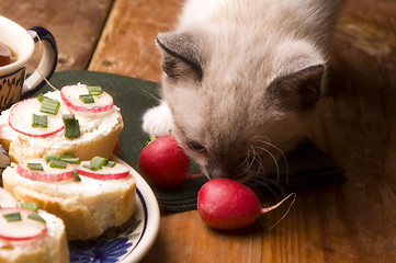 Image showing Adorable small kitten and breakfast