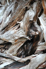 Image showing Tree Bark
