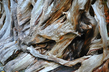 Image showing Tree Bark