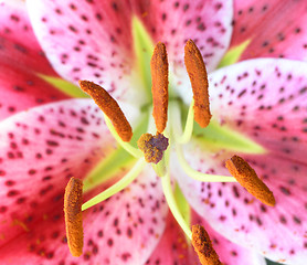 Image showing Asiatic Star Burst