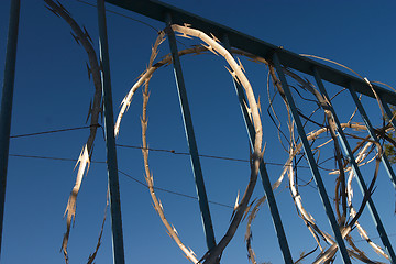 Image showing Razor wire