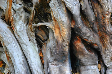 Image showing Tree Bark