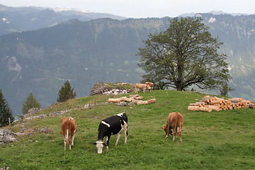 Image showing Cows in the alps