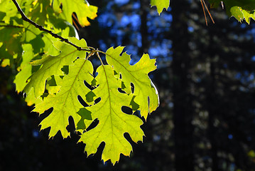 Image showing Backlit green leaf in a forest against a deep blue sky