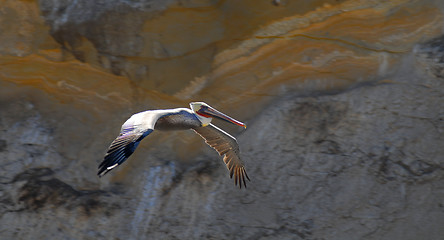 Image showing Colorful white pelican in flight