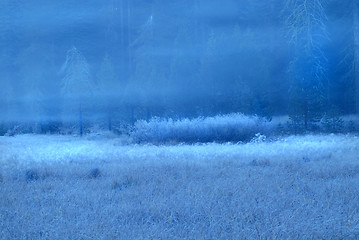 Image showing Frosted early morning meadow in Yosemite National Park