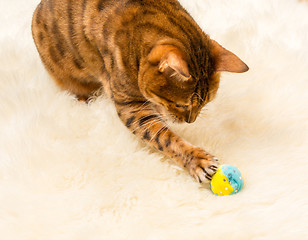 Image showing Orange brown bengal cat on wool rug