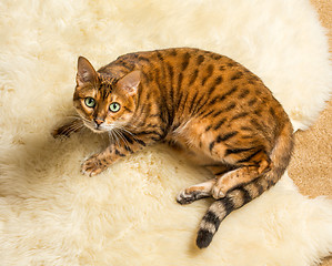 Image showing Orange brown bengal cat on wool rug