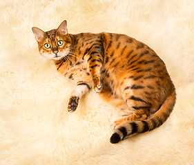 Image showing Orange brown bengal cat on wool rug
