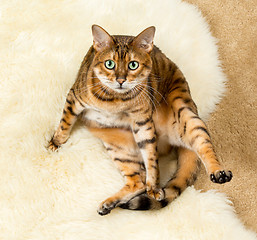 Image showing Orange brown bengal cat on wool rug