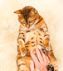 Image showing Orange brown bengal cat on wool rug