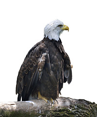 Image showing American Bald Eagle