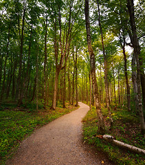 Image showing Walking Path