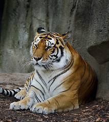 Image showing Amur Tiger