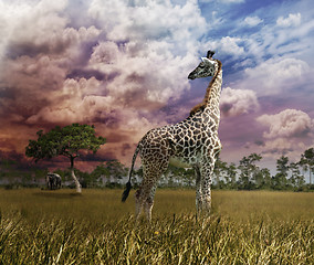 Image showing Giraffe At Sunset