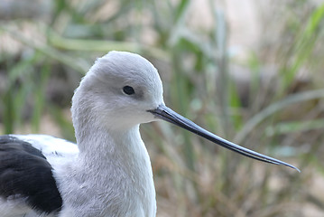 Image showing Close up of an American Avocet bird