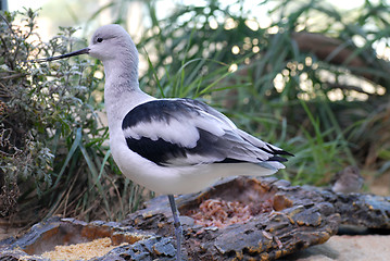 Image showing Full view of an American Avocet bird