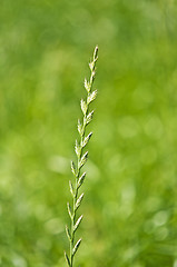 Image showing Tall wheatgrass, energy grass 