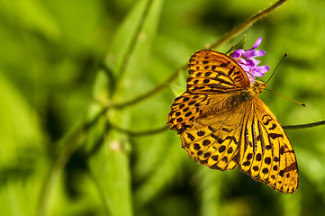 Image showing Silver-washed fritillary,Argynnis paphia