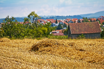 Image showing wheat harvest with panormaic view