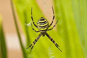 Image showing  wasp spider, Argiope bruennichi