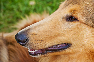 Image showing collie head