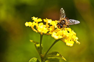 Image showing hover-fly on lantana