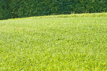 Image showing Tall wheatgrass, energy grass 