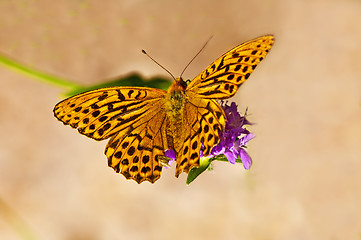 Image showing Silver-washed fritillary,Argynnis paphia