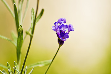 Image showing Lavender