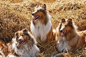 Image showing American and British collie dogs