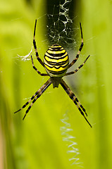 Image showing  wasp spider, Argiope bruennichi