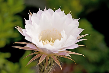 Image showing blooming cactus