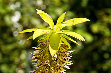 Image showing Pineapple flower, Eucomis comosa