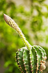 Image showing cactus Echinopsis eyriesii