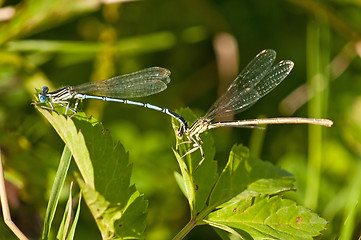 Image showing Azure Damselfly,Coenagrion puella during reproduction