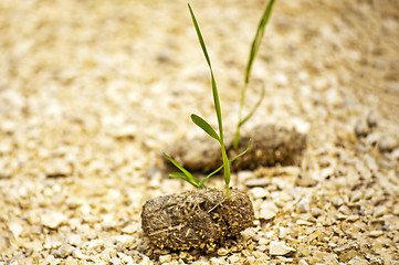 Image showing dung with seedling