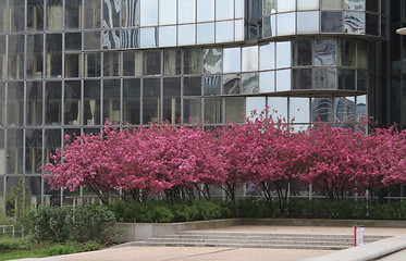 Image showing Flowering in La Défense
