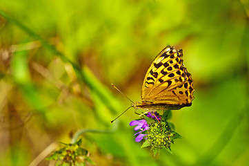 Image showing Silver-washed fritillary,Argynnis paphia