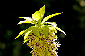 Image showing Pineapple flower, Eucomis comosa