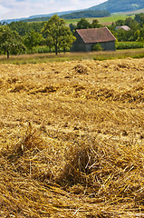 Image showing wheat harvest with panormaic view