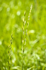 Image showing Tall wheatgrass, energy grass 