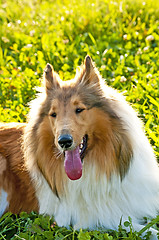 Image showing collie puppy sunny