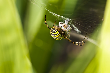 Image showing Wespenspinne, Argiope bruennichi Cornacchiaia