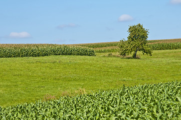 Image showing fields of corn