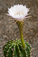 Image showing blooming cactus