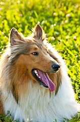 Image showing American truebred collie dog
