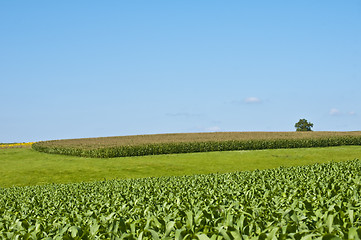 Image showing fields of corn