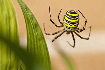 Image showing Wespenspinne, Argiope bruennichi Cornacchiaia