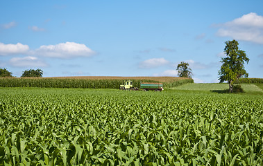 Image showing corn field with tractor